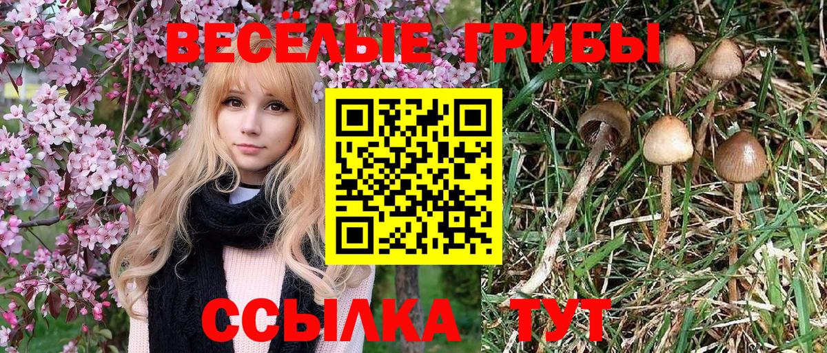 Асино  цена наркотик  Вход с VPN  Галлюциногенные грибы Psilocybe  Галлюциногенные грибы Magic Shrooms 